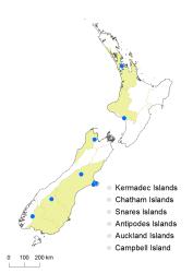 Cotoneaster horizontalis distribution map based on databased records at CHR. 
 Image: K. Boardman © Landcare Research 2017 CC BY 3.0 NZ